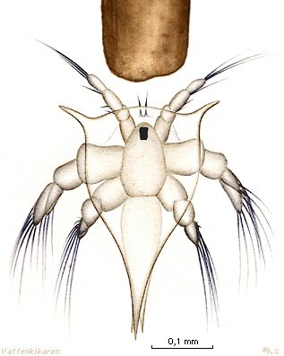 Storlek cirripednauplius