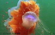 Lion´s mane jellyfish eating another