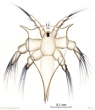 Cirripednauplius