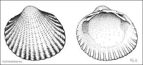 cockle