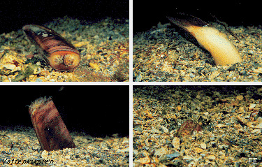 Digging razor clam