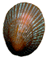 Blue-rayed limpet
