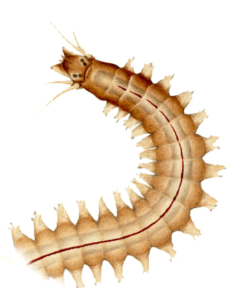 Head of a ragworm