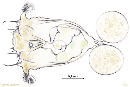 Synchaeta-rotifer