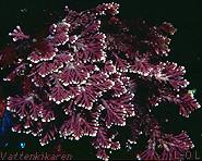 Corallina med kalk 9 kB