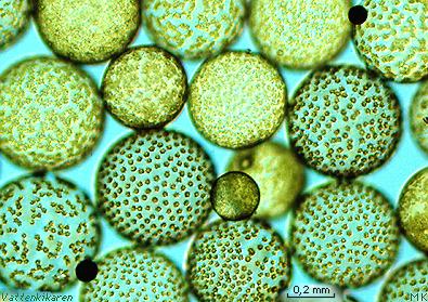Halosphaera-green algae