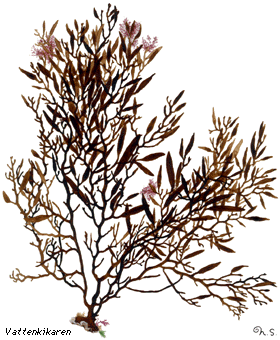 Picture of sea oak