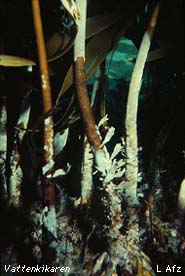 Kelp stalk