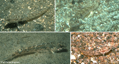 sand gobies