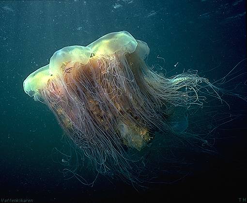 Lion´s mane jellyfish from the side