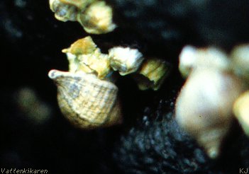 Nucella lapillus eating