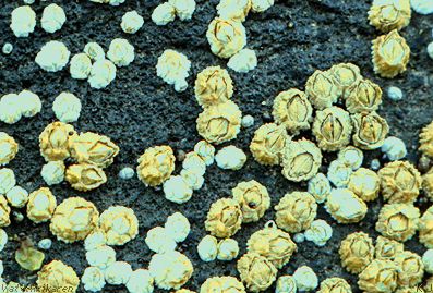 barnacles of varying ages