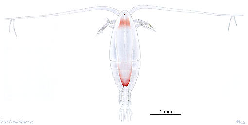 Copepods