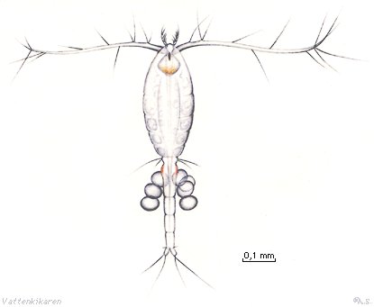 Oithona-copepods