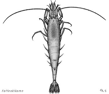 common shrimp