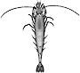 Common shrimp