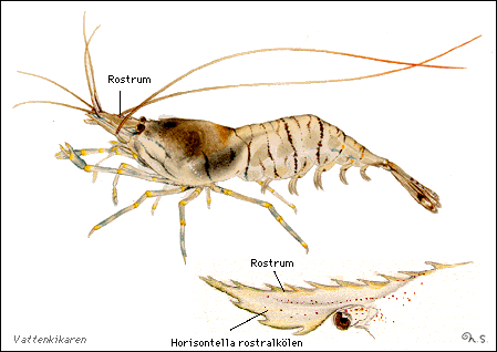 Common prawn