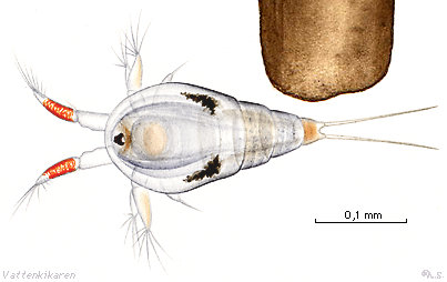 nauplius larva-size