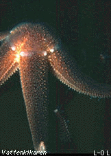 Mating starfish