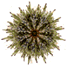 Green sea-urchin