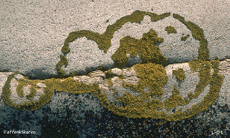 Picture of wall lichen