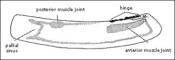 Shell structure