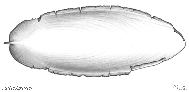 Cuttlefish skeleton