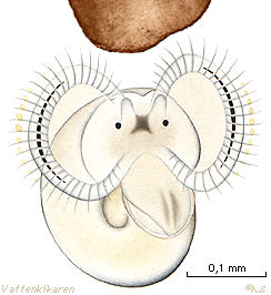 Snail veliger larvae