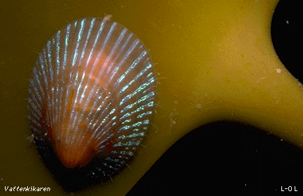 Blue-rayed limpet