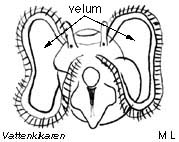 Whelk larvae