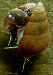 Two mud snails