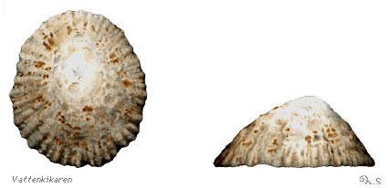 Common limpet