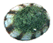 Tortoise-shelled limpet