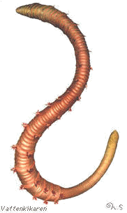 Lugworm