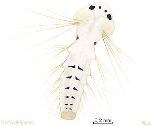 Metatrochophore larvae
