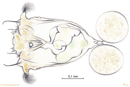 Synchaeta-rotifer