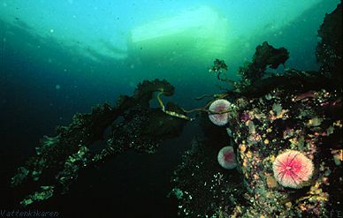 Sea-urchins eating kelp