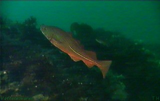Cod in green waters