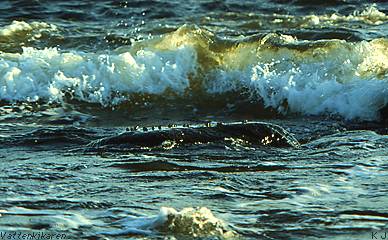 Waves breaking on shells