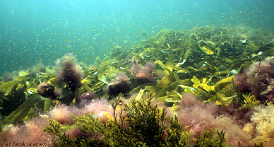 Kelp forest