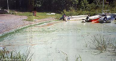 Blue-green bacteria in a bay