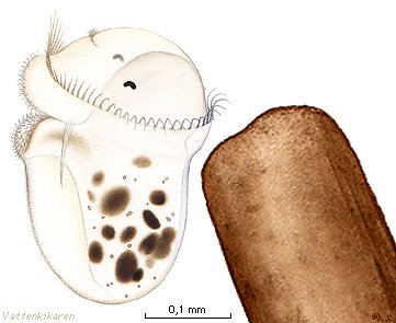 Trochophoralarv 21 kB