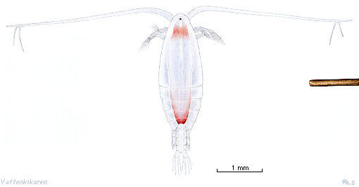 Storlek Calanus sp