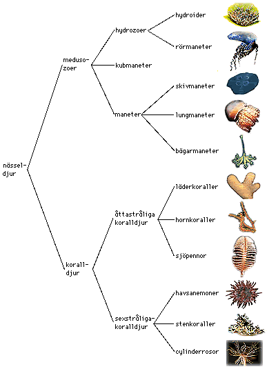 Nässeldjurssystematik 16 kB