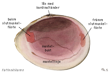 Skalstrukturer