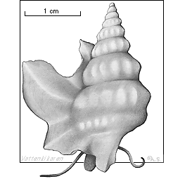 Pelikanfotsnäcka