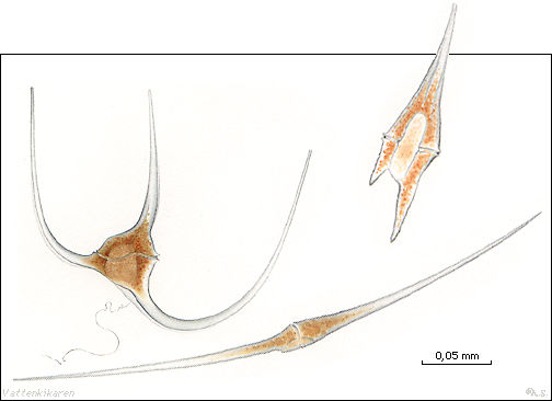 Ceratium-dinoflagellater 16 kB