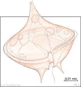 Protoperidinium_sp 17 kB