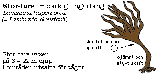 Beskrivning av stor-tare