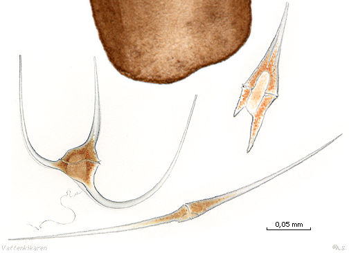 Hair and Ceratium-dinoflagellater 23 kB